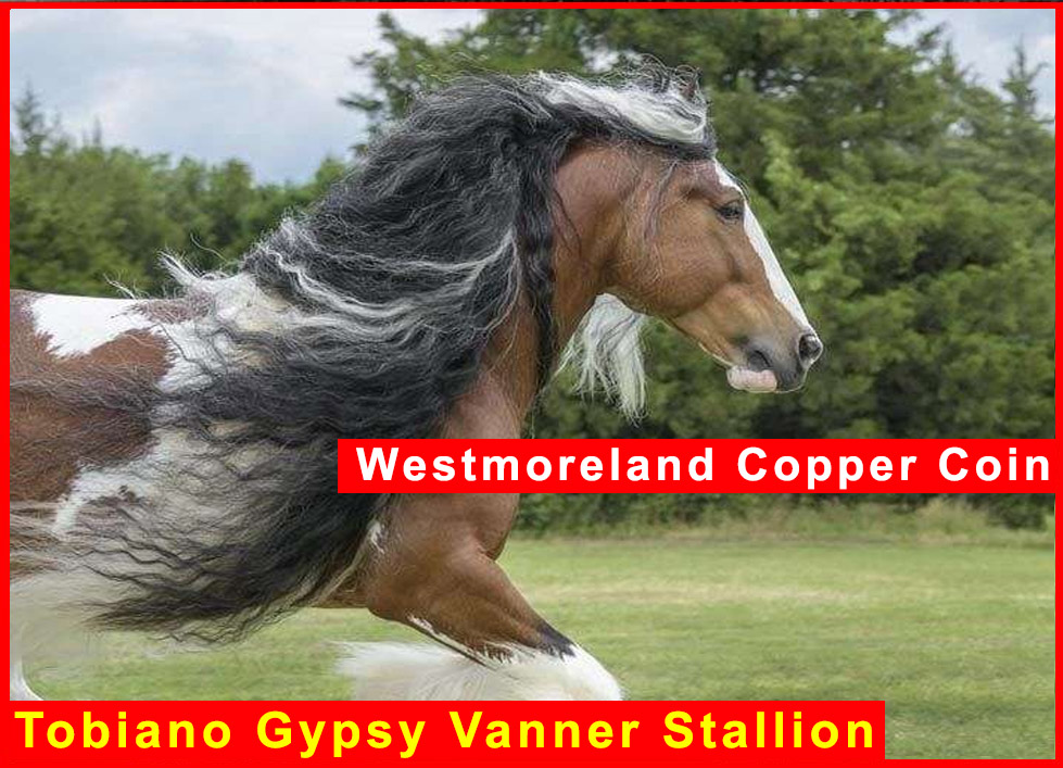 Westmoreland Copper Coin - Tobiano Gypsy Vanner Stallion